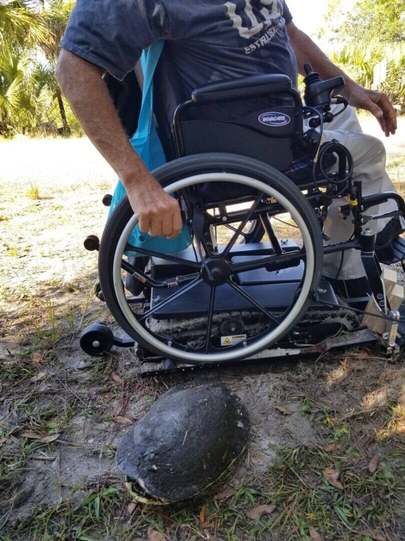 Wheelchair user encountering turtle outdoors
